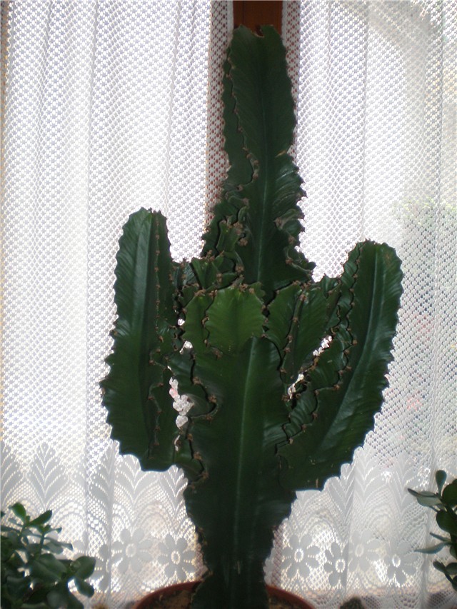 Euphorbia ingens